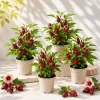 Roselle Hibiscus Live Plants Set of 4 for Planting, 4-8 Inch Tall - Image 1