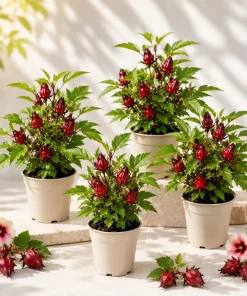 Roselle Hibiscus Live Plants Set of 4 for Planting, 4-8 Inch Tall - Image 1