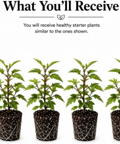 Roselle Hibiscus Live Plants Set of 4 for Planting, 4-8 Inch Tall - Image 2