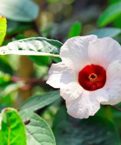 Roselle Hibiscus Live Plants Set of 4 for Planting, 4-8 Inch Tall - Image 4