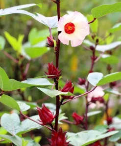 Roselle Hibiscus Live Plants Set of 4 for Planting, 4-8 Inch Tall - Image 7