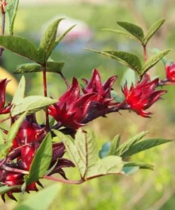 Roselle Live Plant (Set of 2) - Tropical Hibiscus, 3-5 Inch Tall in 4 Inch Pot - Image 2