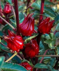 Roselle Live Plant (Set of 2) - Tropical Hibiscus, 3-5 Inch Tall in 4 Inch Pot - Image 3