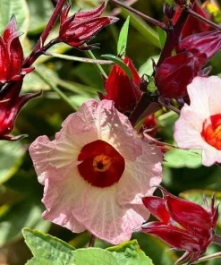 Roselle Live Plant (Set of 2) - Tropical Hibiscus, 3-5 Inch Tall in 4 Inch Pot - Image 4