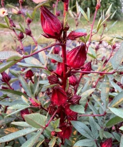 Roselle Live Plant (Set of 2) - Tropical Hibiscus, 3-5 Inch Tall in 4 Inch Pot - Image 5