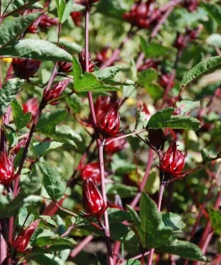 Roselle Live Plant (Set of 2) - Tropical Hibiscus, 3-5 Inch Tall in 4 Inch Pot - Image 6