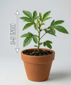 Roselle Live Plant (Set of 2) - Tropical Hibiscus, 3-5 Inch Tall in 4 Inch Pot - Image 7