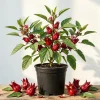 Roselle Live Plant (Set of 2) - Tropical Hibiscus, 3-5 Inch Tall in 4 Inch Pot - Image 1