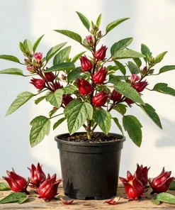 Roselle Live Plant (Set of 2) - Tropical Hibiscus, 3-5 Inch Tall in 4 Inch Pot - Image 1