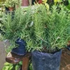 Rosemary Live Plant – Aromatic Culinary Herb – Outdoor & Indoor - Image 1