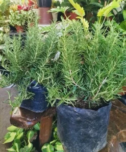 Rosemary Live Plant – Aromatic Culinary Herb – Outdoor & Indoor - Image 1