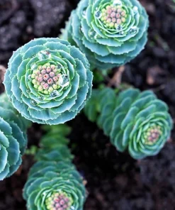 Roseroot Stonecrop Seeds - 25 Yellow Sedum Rhodiola Rosea Flower Seeds for Garden - Image 10