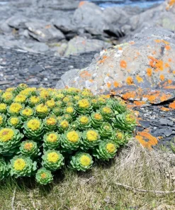 Roseroot Stonecrop Seeds - 25 Yellow Sedum Rhodiola Rosea Flower Seeds for Garden - Image 12