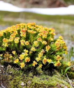 Roseroot Stonecrop Seeds - 25 Yellow Sedum Rhodiola Rosea Flower Seeds for Garden - Image 13