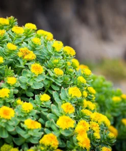 Roseroot Stonecrop Seeds - 25 Yellow Sedum Rhodiola Rosea Flower Seeds for Garden - Image 14