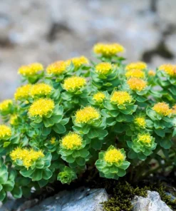 Roseroot Stonecrop Seeds - 25 Yellow Sedum Rhodiola Rosea Flower Seeds for Garden - Image 15