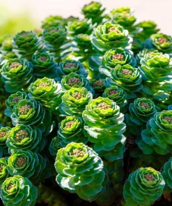 Roseroot Stonecrop Seeds - 25 Yellow Sedum Rhodiola Rosea Flower Seeds for Garden - Image 16