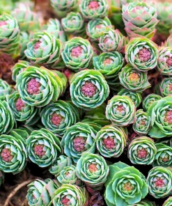 Roseroot Stonecrop Seeds - 25 Yellow Sedum Rhodiola Rosea Flower Seeds for Garden - Image 2