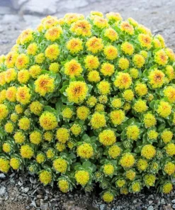 Roseroot Stonecrop Seeds - 25 Yellow Sedum Rhodiola Rosea Flower Seeds for Garden - Image 3