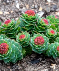 Roseroot Stonecrop Seeds - 25 Yellow Sedum Rhodiola Rosea Flower Seeds for Garden - Image 4
