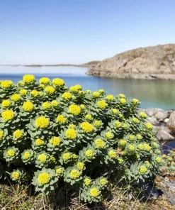 Roseroot Stonecrop Seeds - 25 Yellow Sedum Rhodiola Rosea Flower Seeds for Garden - Image 5