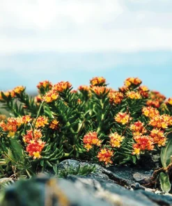 Roseroot Stonecrop Seeds - 25 Yellow Sedum Rhodiola Rosea Flower Seeds for Garden - Image 6