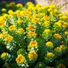 Roseroot Stonecrop Seeds - 25 Yellow Sedum Rhodiola Rosea Flower Seeds for Garden - Image 1