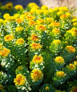 Roseroot Stonecrop Seeds - 25 Yellow Sedum Rhodiola Rosea Flower Seeds for Garden - Image 1