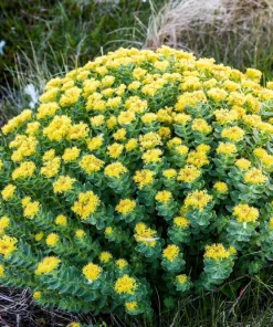 Roseroot Stonecrop Seeds - 25 Yellow Sedum Rhodiola Rosea Flower Seeds for Garden - Image 7