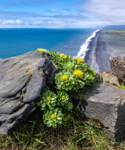 Roseroot Stonecrop Seeds - 25 Yellow Sedum Rhodiola Rosea Flower Seeds for Garden - Image 8