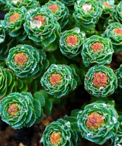 Roseroot Stonecrop Seeds - 25 Yellow Sedum Rhodiola Rosea Flower Seeds for Garden - Image 9