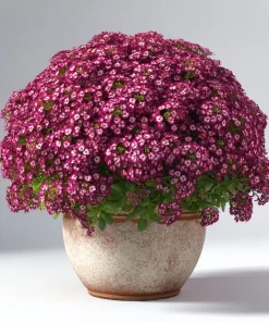 Rosie Purple Alyssum Seeds - 1500 Fragrant Violet Ground Cover Seeds - Image 2