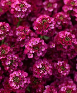 Rosie Purple Alyssum Seeds - 1500 Fragrant Violet Ground Cover Seeds - Image 3