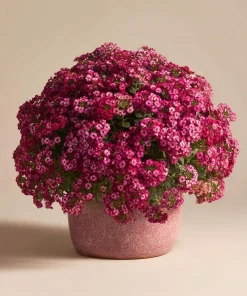 Rosie Purple Alyssum Seeds - 1500 Fragrant Violet Ground Cover Seeds - Image 4