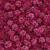 Rosie Purple Alyssum Seeds - 1500 Fragrant Violet Ground Cover Seeds - Image 1