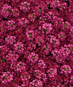 Rosie Purple Alyssum Seeds - 1500 Fragrant Violet Ground Cover Seeds - Image 1