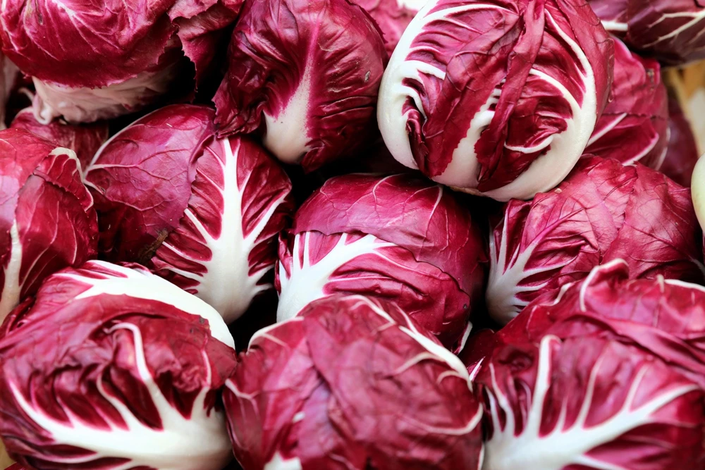Rossa di Verona Radicchio Seeds - 100 Italian Chicory Vegetable Seeds - Image 1