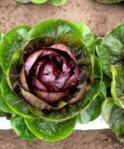 Rossa di Verona Radicchio Seeds - 100 Italian Chicory Vegetable Seeds - Image 2