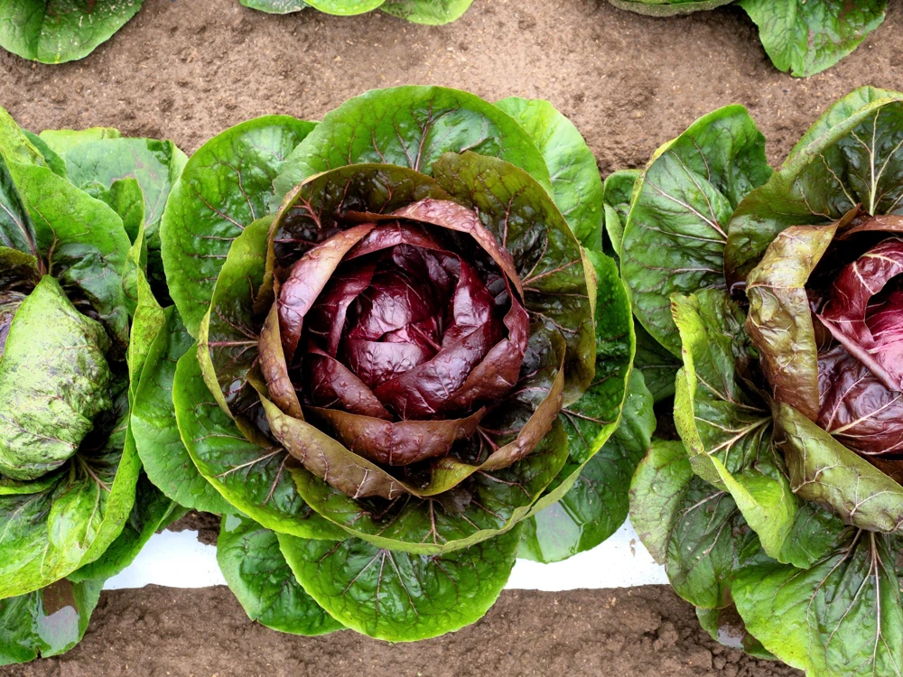 Rossa di Verona Radicchio Seeds - 100 Italian Chicory Vegetable Seeds - Image 2