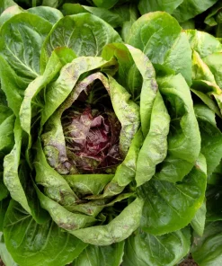 Rossa di Verona Radicchio Seeds - 100 Italian Chicory Vegetable Seeds - Image 3