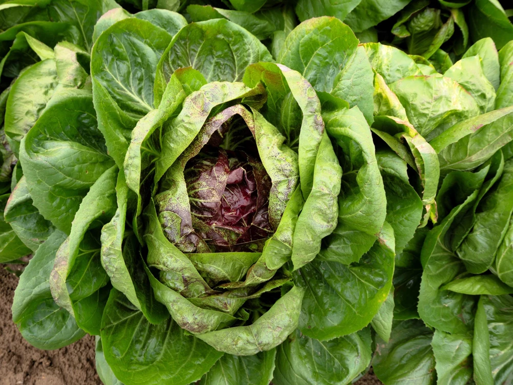 Rossa di Verona Radicchio Seeds - 100 Italian Chicory Vegetable Seeds - Image 3
