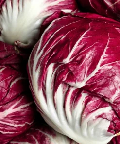 Rossa di Verona Radicchio Seeds - 100 Italian Chicory Vegetable Seeds - Image 4