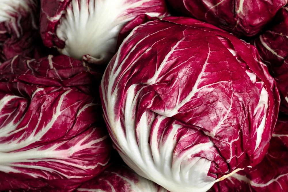 Rossa di Verona Radicchio Seeds - 100 Italian Chicory Vegetable Seeds - Image 4