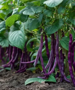 Royal Burgundy Bush Bean Seeds – Heirloom Purple Pods, 50 Seeds, Organic - Image 2