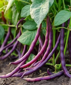 Royal Burgundy Bush Bean Seeds – Heirloom Purple Pods, 50 Seeds, Organic - Image 3