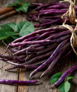 Royal Burgundy Bush Bean Seeds – Heirloom Purple Pods, 50 Seeds, Organic - Image 1