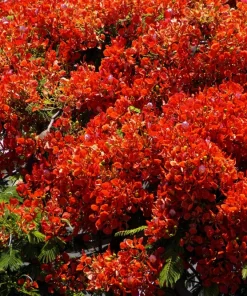 Royal Poinciana Tree Seeds - Delonix Regia Red Flame Flamboyant Flower - 10 Seeds Tropical - Image 10