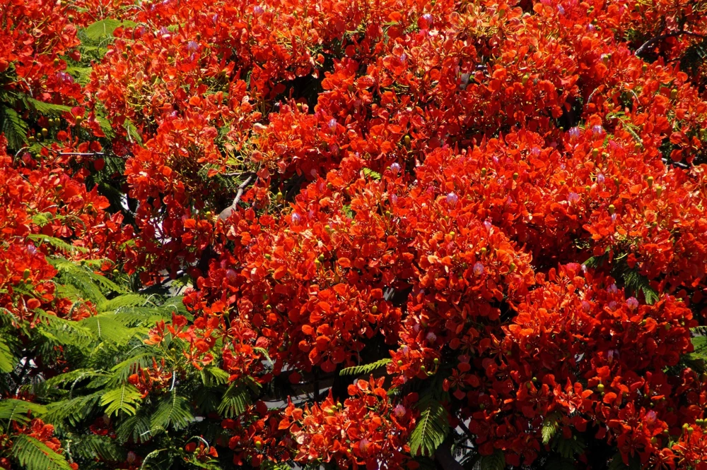 Royal Poinciana Tree Seeds - Delonix Regia Red Flame Flamboyant Flower - 10 Seeds Tropical - Image 10