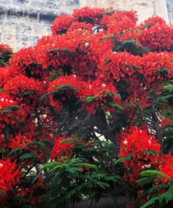 Royal Poinciana Tree Seeds - Delonix Regia Red Flame Flamboyant Flower - 10 Seeds Tropical - Image 11