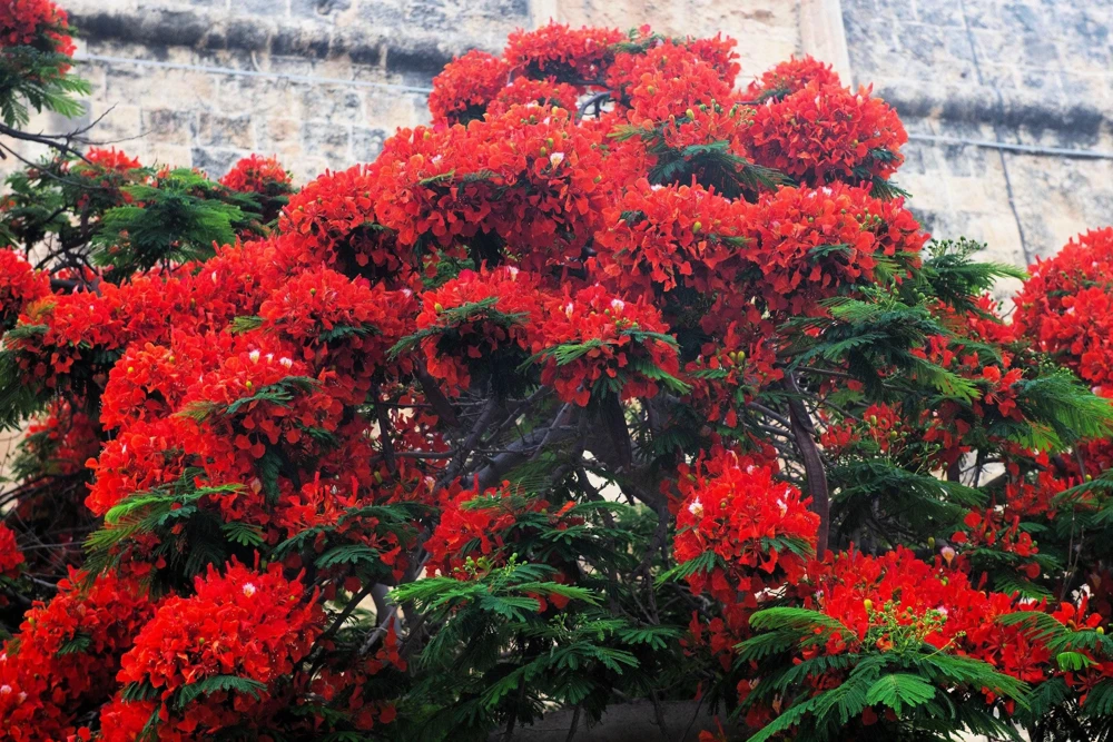 Royal Poinciana Tree Seeds - Delonix Regia Red Flame Flamboyant Flower - 10 Seeds Tropical - Image 11